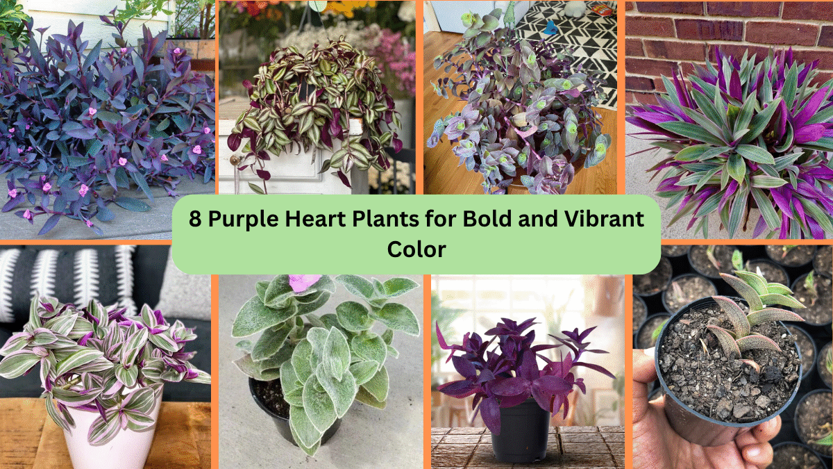 8 Purple Heart Plants for Bold and Vibrant Color