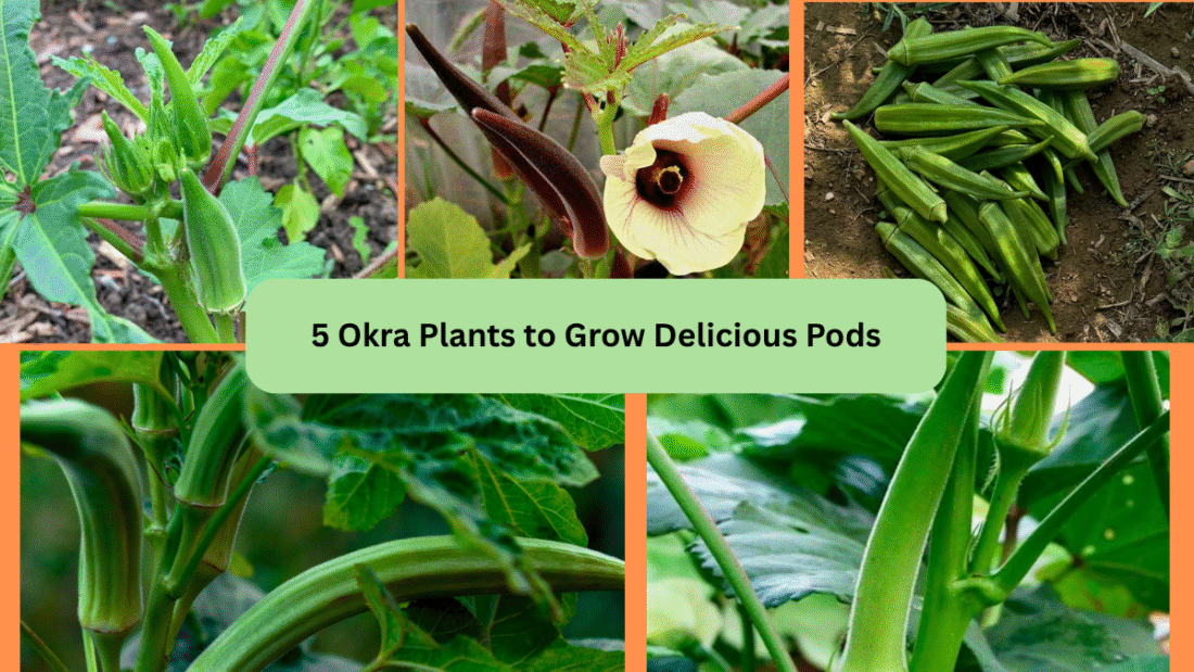 5 Okra Plants to Grow Delicious Pods