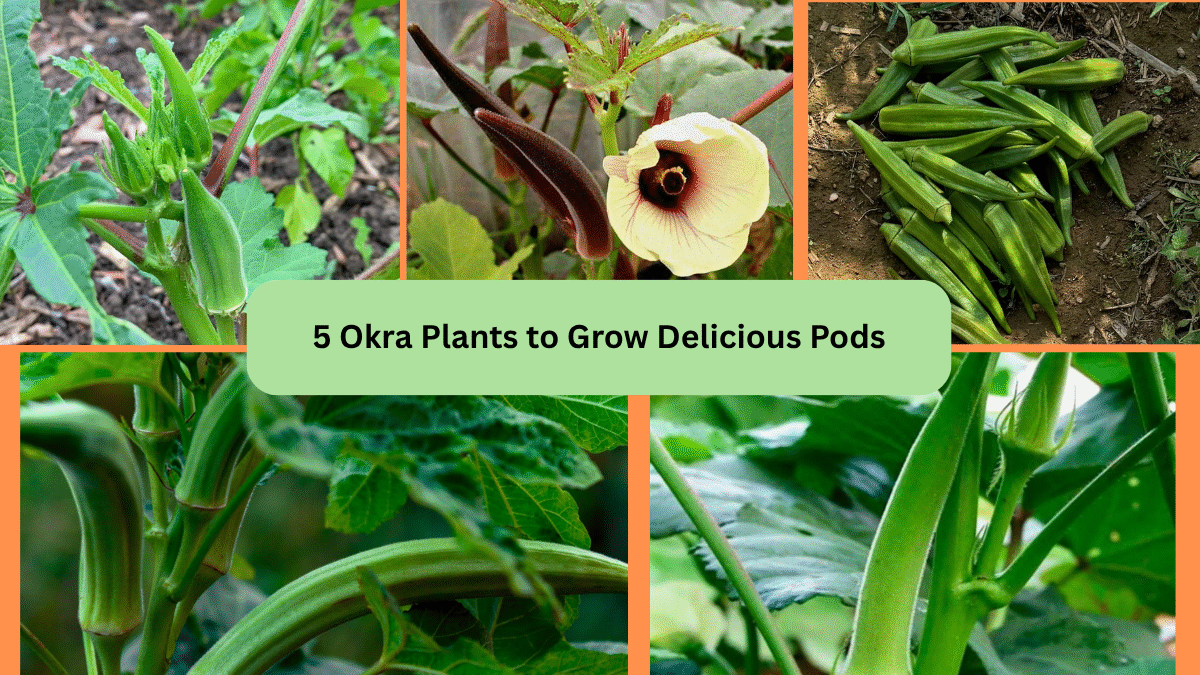 5 Okra Plants to Grow Delicious Pods