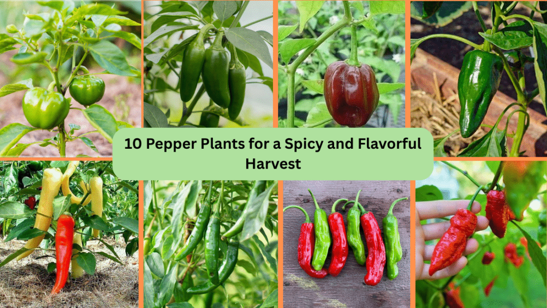 10 Pepper Plants for a Spicy and Flavorful Harvest