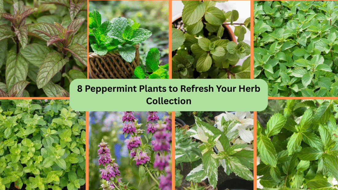8 Peppermint Plants to Refresh Your Herb Collection