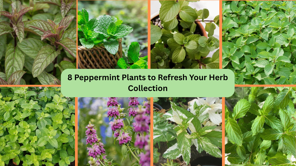 8 Peppermint Plants to Refresh Your Herb Collection