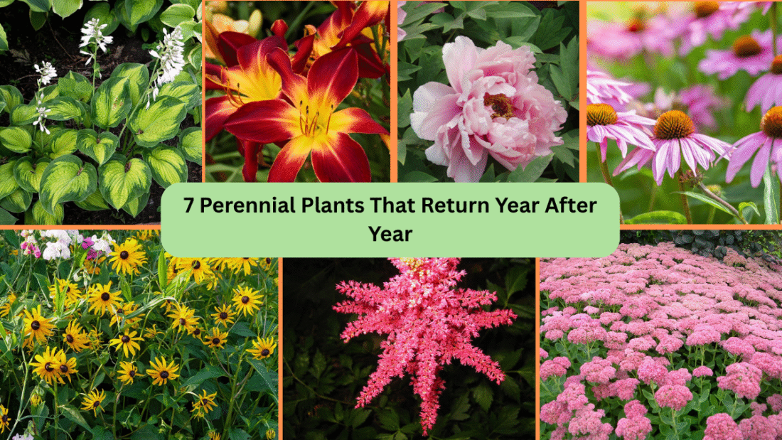 7 Perennial Plants That Return Year After Year