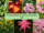 7 Perennial Plants That Return Year After Year