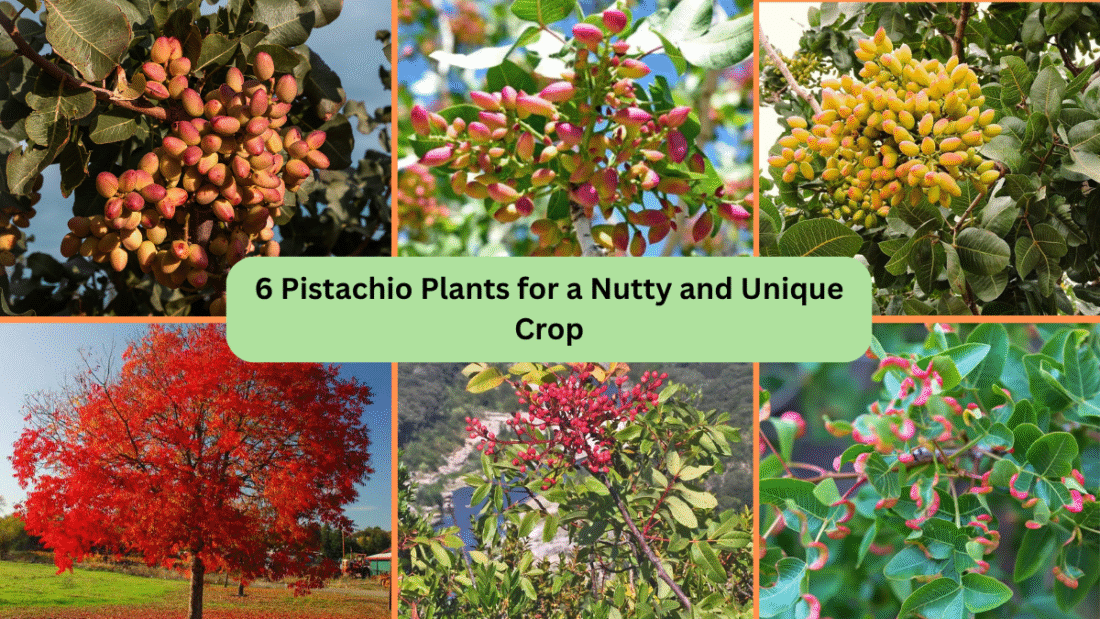 6 Pistachio Plants for a Nutty and Unique Crop