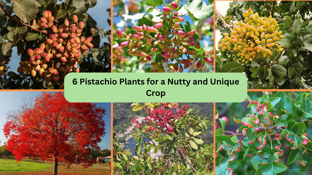6 Pistachio Plants for a Nutty and Unique Crop