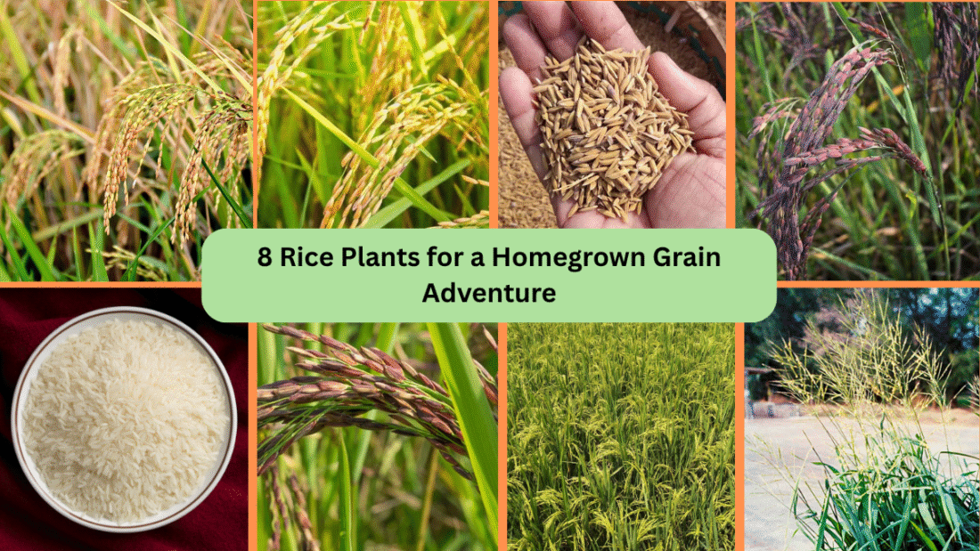 8 Rice Plants for a Homegrown Grain Adventure