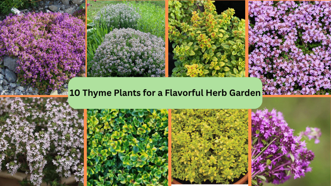 10 Thyme Plants for a Flavorful Herb Garden