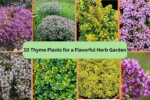 10 Thyme Plants for a Flavorful Herb Garden