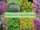 10 Thyme Plants for a Flavorful Herb Garden