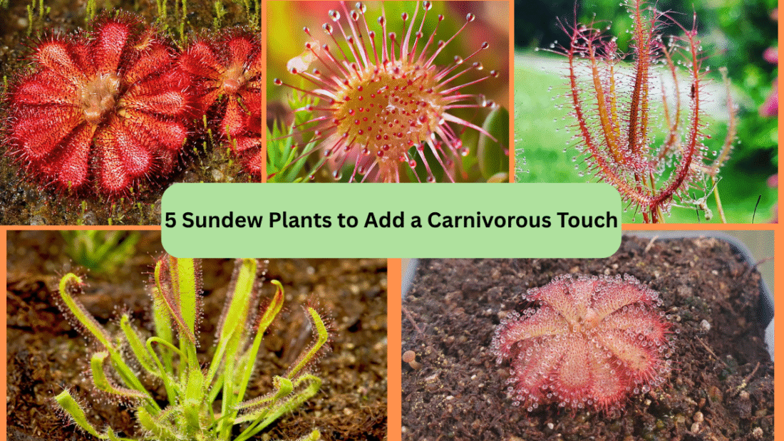 5 Sundew Plants to Add a Carnivorous Touch