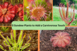 5 Sundew Plants to Add a Carnivorous Touch