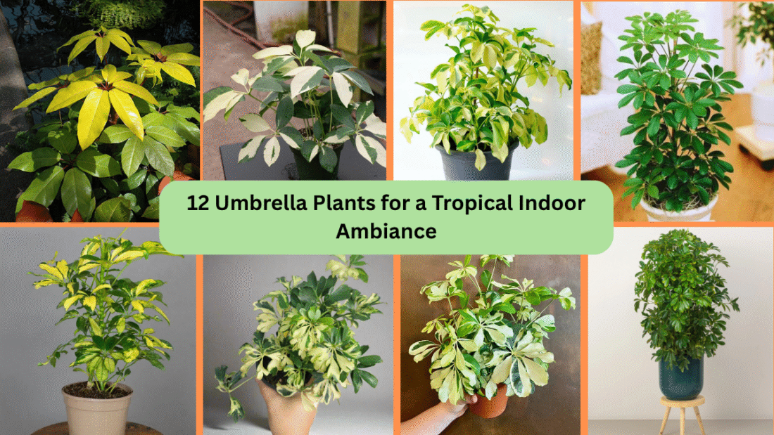 12 Umbrella Plants for a Tropical Indoor Ambiance