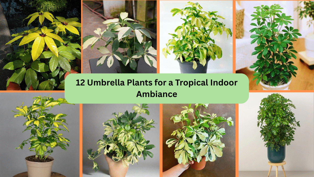 12 Umbrella Plants for a Tropical Indoor Ambiance