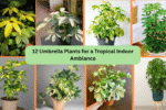 12 Umbrella Plants for a Tropical Indoor Ambiance