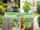 12 Umbrella Plants for a Tropical Indoor Ambiance