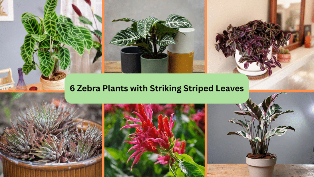 6 Zebra Plants with Striking Striped Leaves