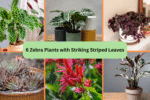 6 Zebra Plants with Striking Striped Leaves