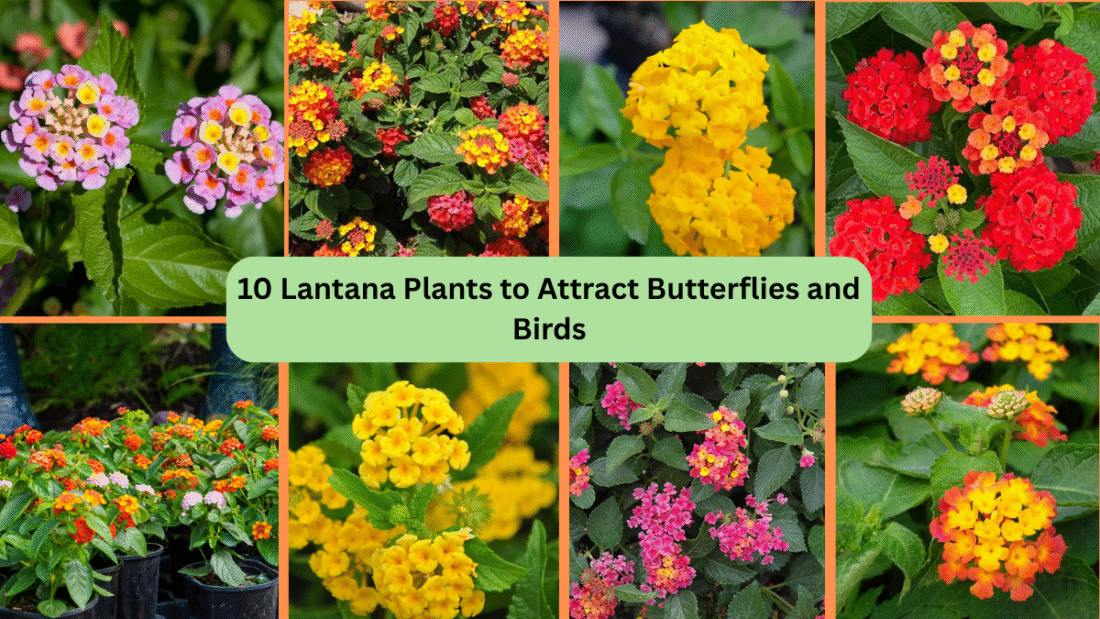 10 Lantana Plants to Attract Butterflies and Birds