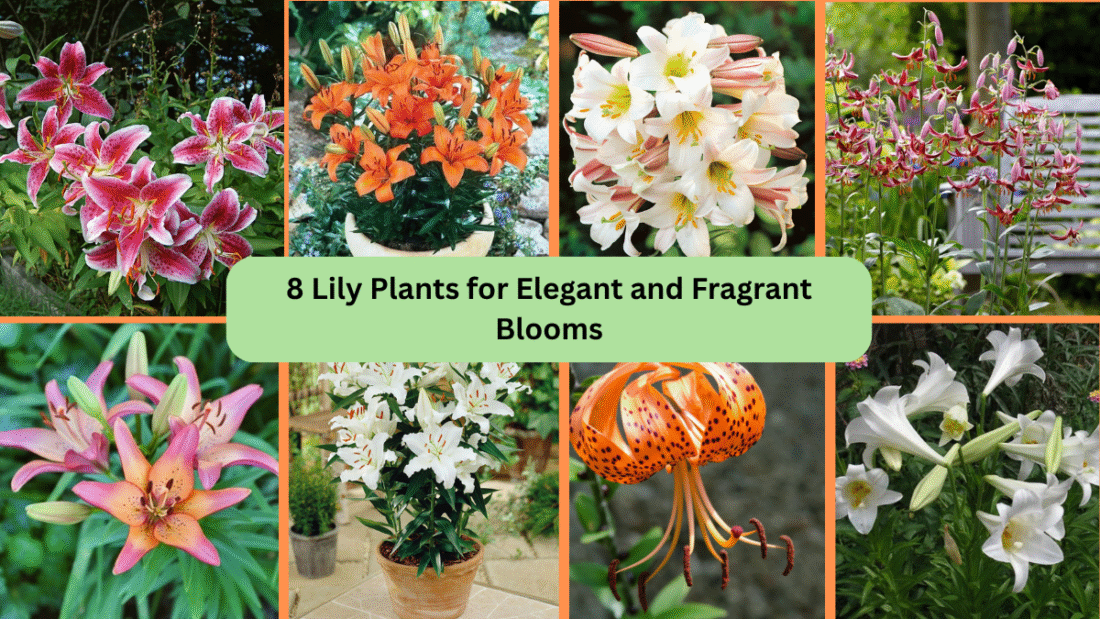 8 Lily Plants for Elegant and Fragrant Blooms
