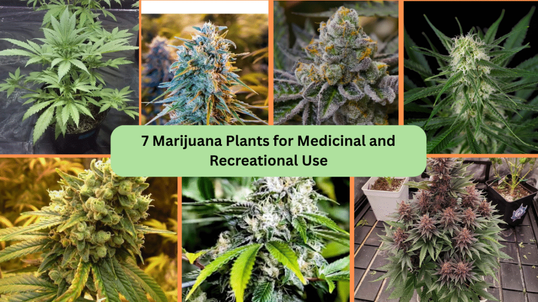 7 Marijuana Plants for Medicinal and Recreational Use