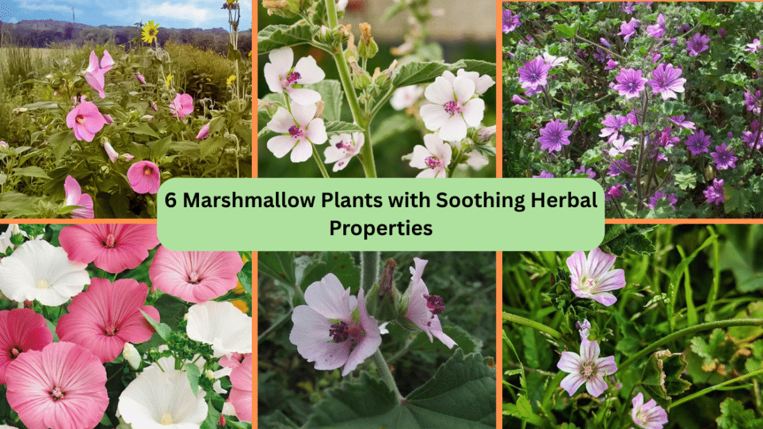 6 Marshmallow Plants with Soothing Herbal Properties