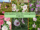 6 Marshmallow Plants with Soothing Herbal Properties
