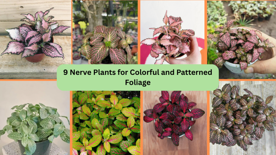 9 Nerve Plants for Colorful and Patterned Foliage