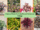 9 Nerve Plants for Colorful and Patterned Foliage