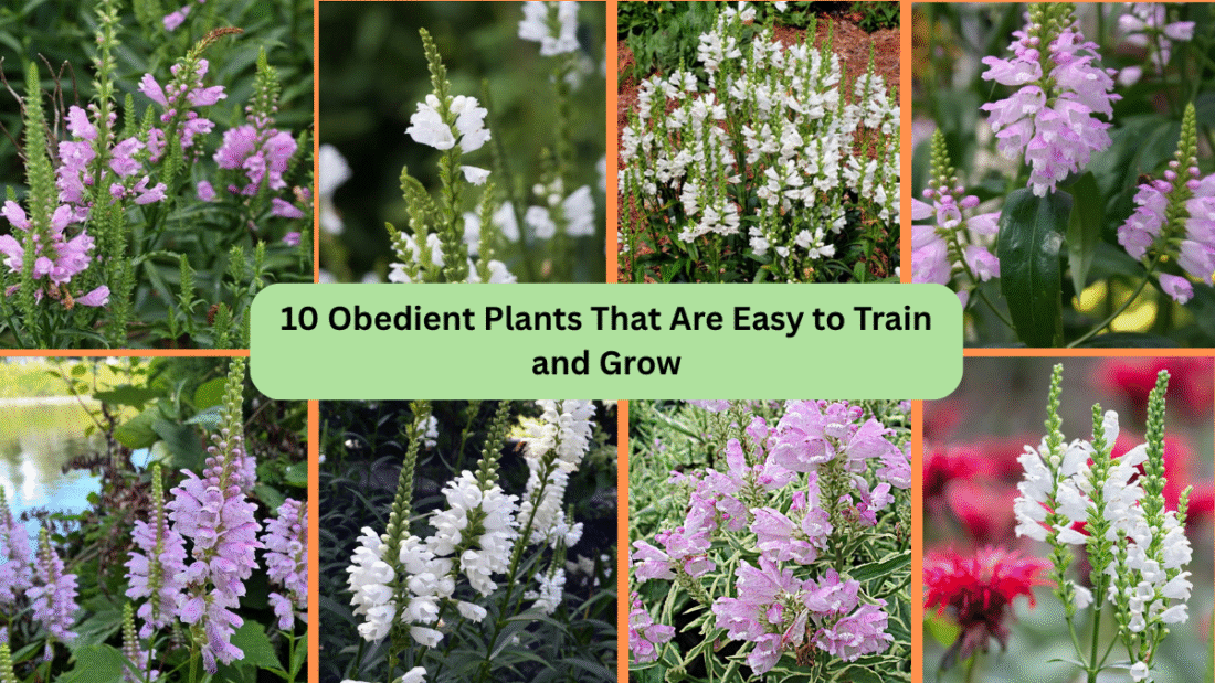 10 Obedient Plants That Are Easy to Train and Grow