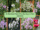 10 Obedient Plants That Are Easy to Train and Grow
