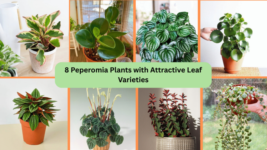 8 Peperomia Plants with Attractive Leaf Varieties