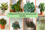 8 Peperomia Plants with Attractive Leaf Varieties