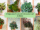 8 Peperomia Plants with Attractive Leaf Varieties