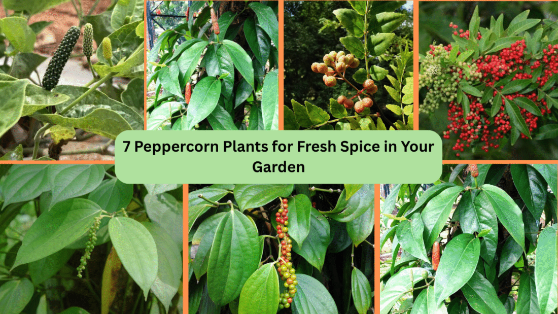 7 Peppercorn Plants for Fresh Spice in Your Garden
