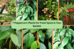 7 Peppercorn Plants for Fresh Spice in Your Garden