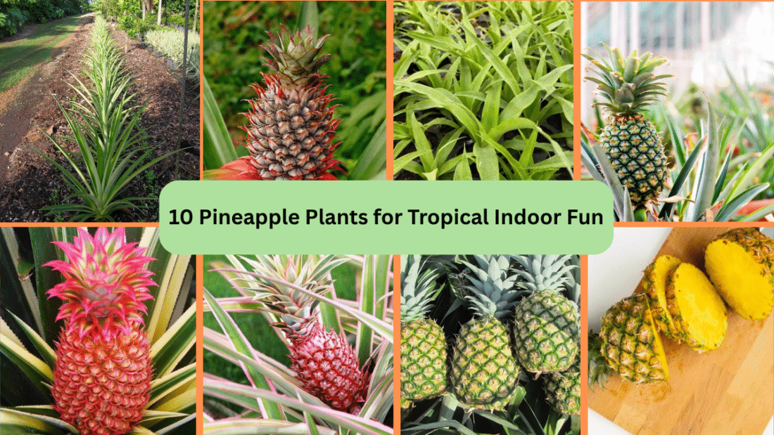 10 Pineapple Plants for Tropical Indoor Fun