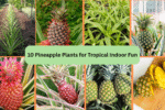 10 Pineapple Plants for Tropical Indoor Fun