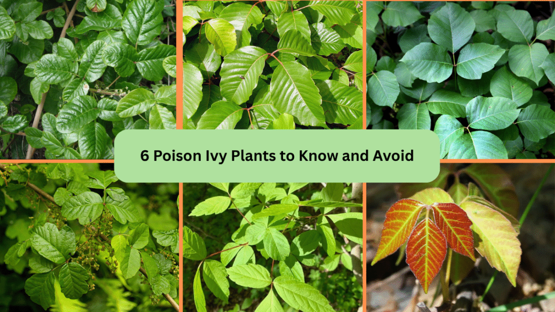 6 Poison Ivy Plants to Know and Avoid