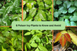 6 Poison Ivy Plants to Know and Avoid