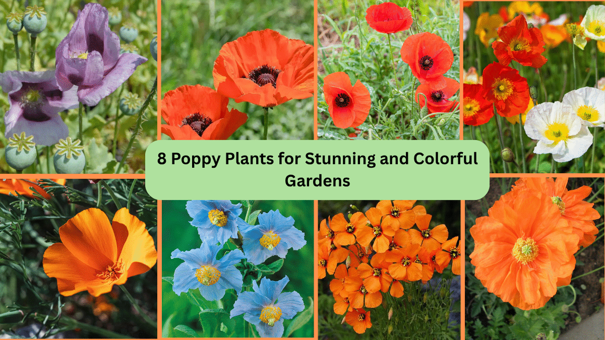 8 Poppy Plants for Stunning and Colorful Gardens