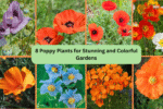 8 Poppy Plants for Stunning and Colorful Gardens