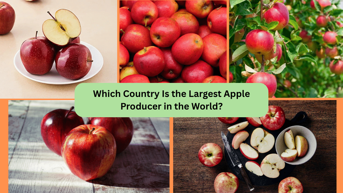 Which Country Is the Largest Apple Producer in the World?