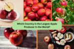Which Country Is the Largest Apple Producer in the World?