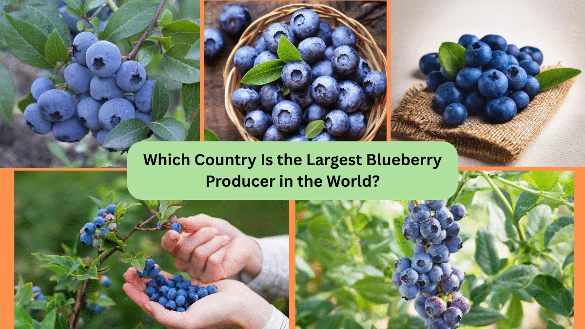 Which Country Is the Largest Blueberry Producer in the World?
