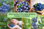 Which Country Is the Largest Blueberry Producer in the World?