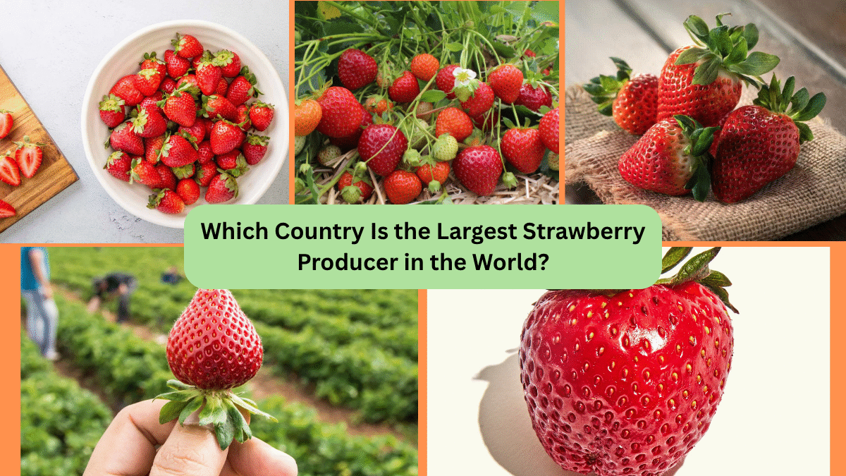 Which Country Is the Largest Strawberry Producer in the World?