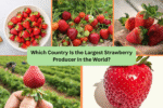 Which Country Is the Largest Strawberry Producer in the World?