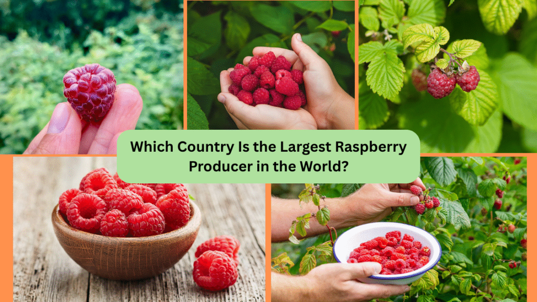 Which Country Is the Largest Raspberry Producer in the World?