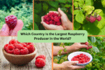 Which Country Is the Largest Raspberry Producer in the World?